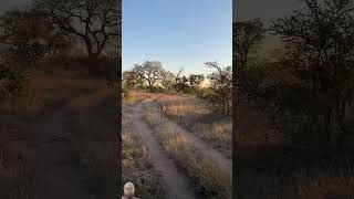 Lioness Stalks and Catches Wild Dog! #shorts #animals #lion #safari #wildlife #viralvideo