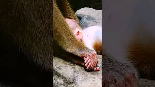 #monkey #babymonkey #monkeycry #newbabymonkey #newbornbaby #fbreel #facebook #short #shortvideos #Mo