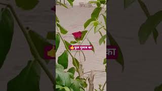 🌹फूल गुलाब का🌹