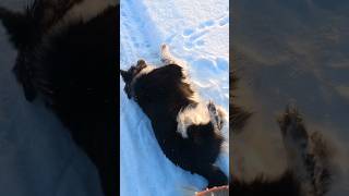 ❄ Закаляйся в -25! 😆 Мне очень слабо, Тае нет😁😁 #север #shortsvideo #mydog #морозы #vinter