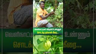 வெளிநாட்டினர் விரும்பி உண்ணும் சொடக்கு தக்காளி கீரை...! | #Puthuyugamdigital #Shorts