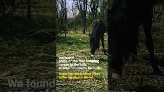 Kentucky’s Free Roaming Horses #shorts #kentucky #horses