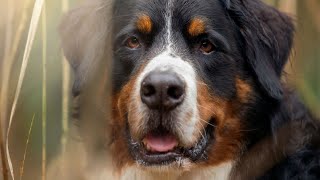 Bernese Mountain Dog and Canine Urinary Tract Infections