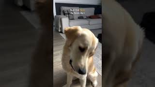 This Golden Retriever Is So Sassy