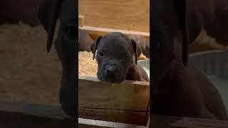 6 week old Authentic Boerboel puppies #boerboel #mastiffbreed #dog