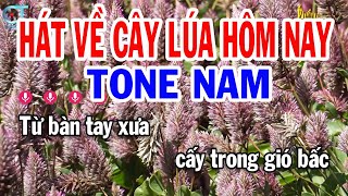 Karaoke Hát Về Cây Lúa Hôm Nay Tone Nam ( Fm ) Nhạc Sống Mới | Karaoke Tuấn Kiệt