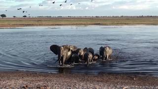 Swimming trunks!  Elephants swim across Chobe River from Namibia to Botswana.