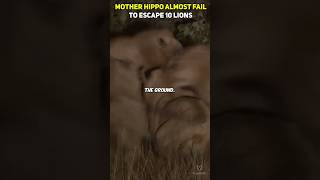 Mother Hippo almost fail to escape 10 Lions