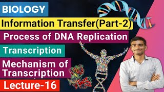 Biology| Lecture-16 Information Transfer(part-2)|DNA replication process |Transcription #makaut_exam