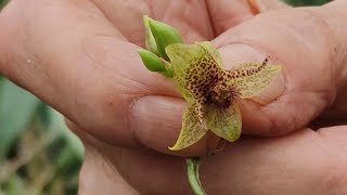 Trichoceros muralis, un orchidea degli scemi ma lei no è scema, anzi tutt'altro, è geniale!