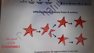 Types of Asexual reproduction for American diploma students SAT/EST-2 - Dr.Mohamed Khaled