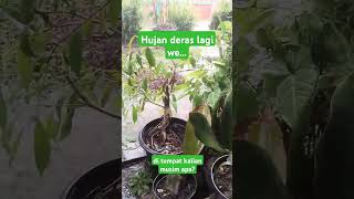 Musim Hujan bersemi kembali