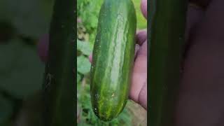 amar gardenor fast cucumber harvest korlam in 2023