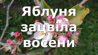 Чому яблуня зацвітає восени?