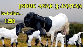 Kambing Kaligesing BREEDING Induk anak dan bakalan bakalan ekonomis.. peranakan ettawa..di jual..!!!