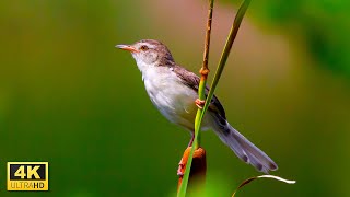 Colorful Birds Collection and Bird Sounds in 4K Video Ultra HD with Relaxing Music