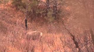 Mule Deer Buck Rubs