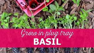 How to grow basil in plug tray