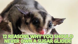 12 Reasons Why You Should Never Own a Sugar Glider! 🚫🐾