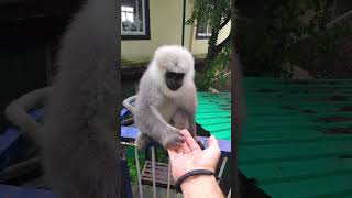 funny monkey moments – monkey feeding #funny #monkey #funnymammals