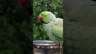 Indian Ringneck Parrot Taking Bath #cute #parrot #relaxing