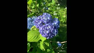 Flower snaps #japanspring #japan #flower #japanpark #ushiku #ushikudaibutsu