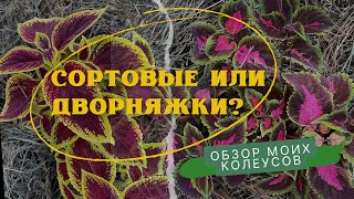 Обзор моих колеусов: сортовые или дворняжки?