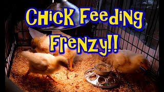 Cute Chick Feeding Frenzy!