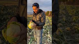 Harvesting Cauliflower in Japan #ToCAchrisayad #Japanfarming