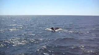 Whale Watch in Boston