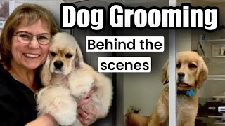 10 hours Dog Grooming! French Bulldog, Biewer, Coton de Tulear, Maltese, Maltipoo, Shih Tzu, Yorkie.