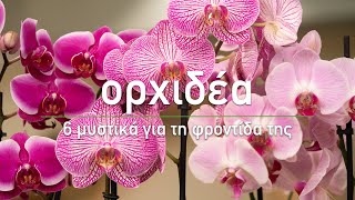 🌸 Ορχιδέα: 6 μυστικά για τη φροντίδα της - Τα Μυστικά του Κήπου