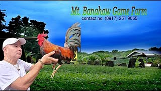 Lets Visit The Farm Mt. Banahaw Gamefarm