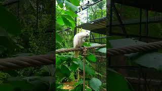 white parrot 🔶 beautiful 🔶// h chand si ye Surat song 💎💎 // #latestshorts #wildphotography