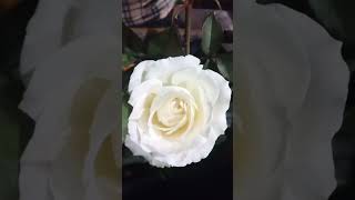 White roses#shortvideo