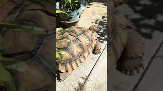 Not hungry 😋 just enjoy the sunshine right now #sulcata #pets