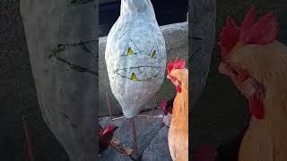 Happy Halloween! Chickens Get A Spooky Hubbard Squash!