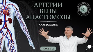 Артерии. Вены. Анастомозы / Anastomoses. Часть 2