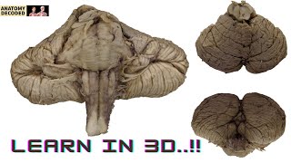 3D Cerebellum, Brainstem, Cranial nerves | Neuroanatomy | @anatomydecoded