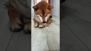 Shiba Inu eating 🥣 chicken 🍗