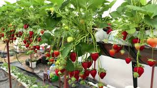 Ягоди Сорт Вибрант във фаза на плододаване част 1- Vibrant strawberries at the fruiting stage-part 1