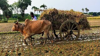 Bullock Cart Heavy load Ride in Mud || Cow cart ride || Buffalo Cart in Water mud road