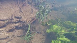 Radunia river underwater, freediving in river, Poland