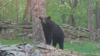 Black Bear May 17, 2019