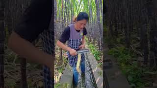 Sweet sugarcane farming peeling   taste at farm #fresh #harvest #agriculture #sugarcane