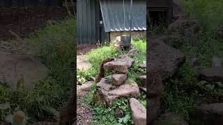 Otters at Buckfastleigh Sanctuary