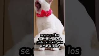 ¿CUÁLES SON LAS ENFERMEDADES QUE CAUSAN LAS PULGAS Y GARRAPATAS EN GATOS? #shorts