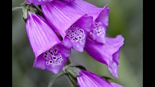 Обзор живого цветка наперстянки. An overview of the living foxglove flower.