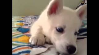 Animal Vines 31 | Amazing puppy