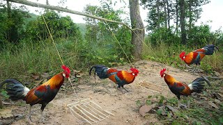 The first creative diy wild chicken trap make from wood - Easy wild chicken trap